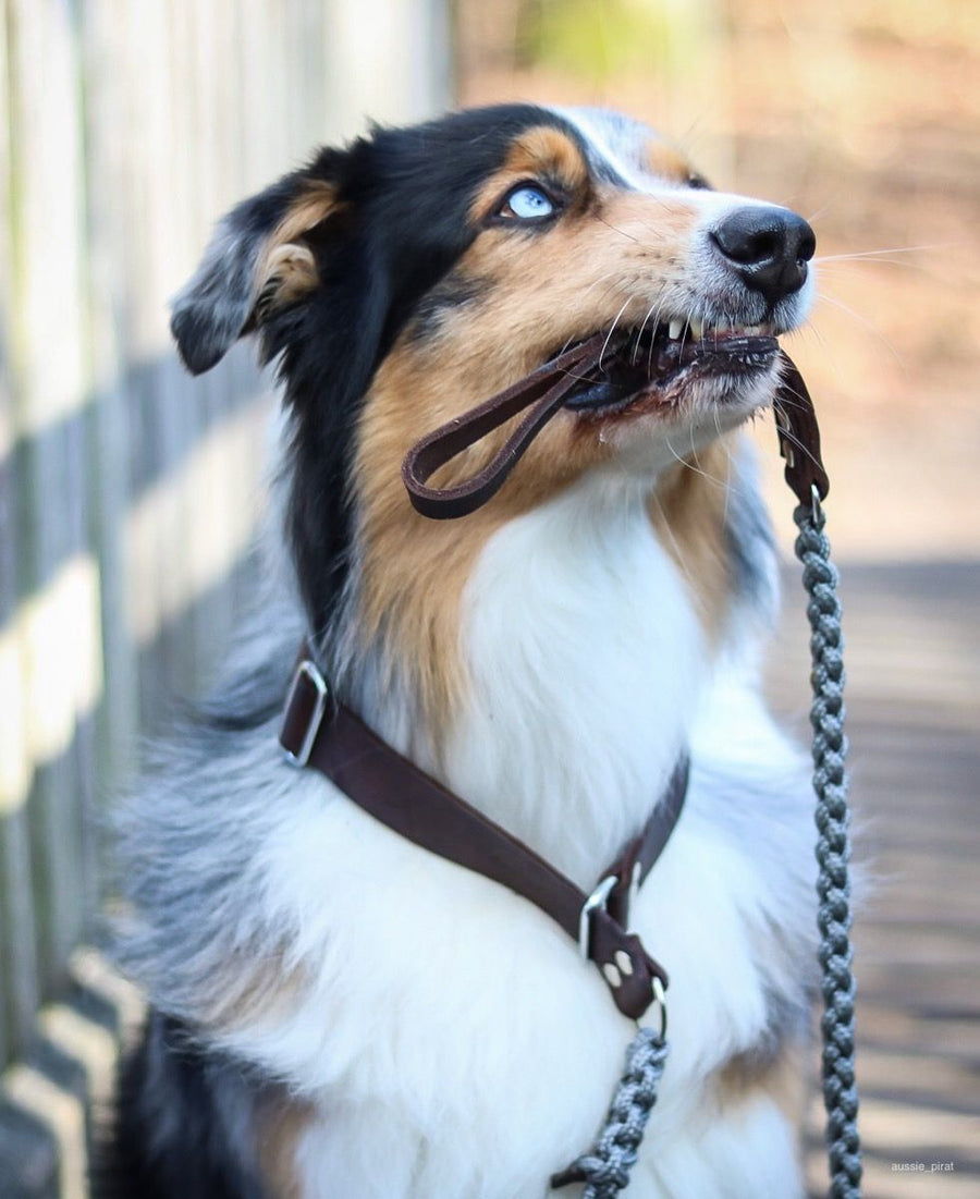 Touch of Leather Retriever Dog Leash - Grey
