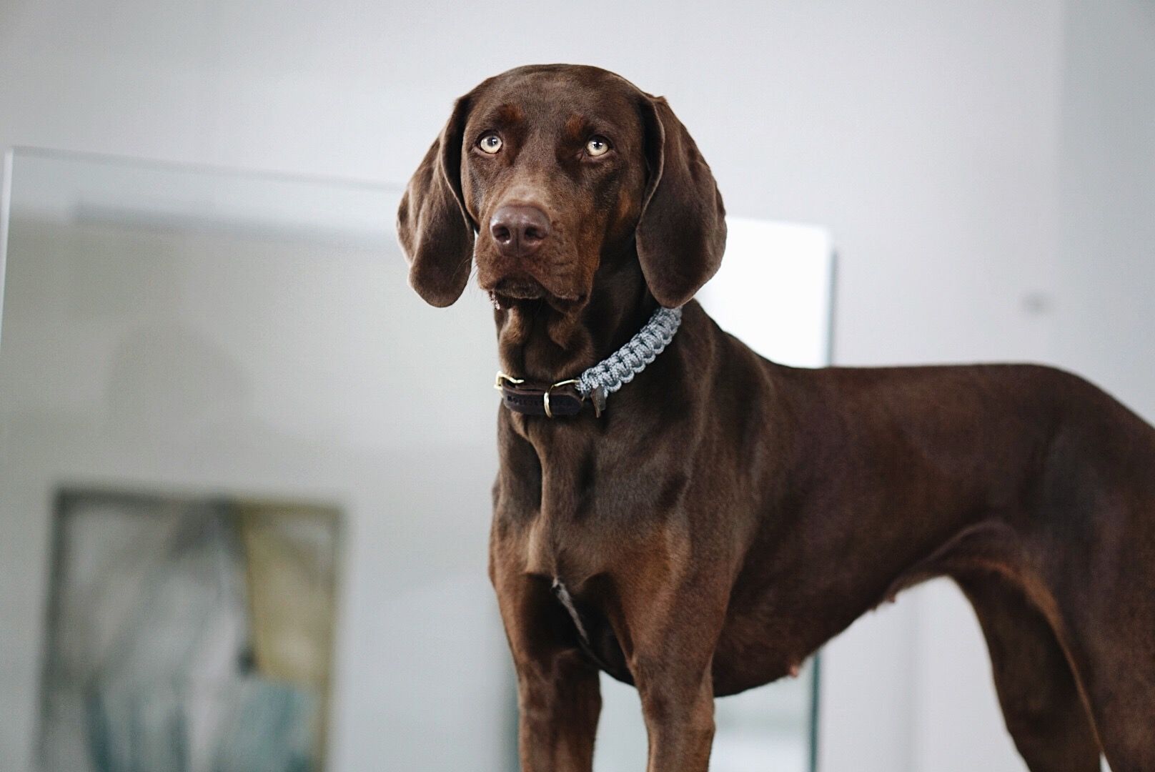 Touch of Leather Dog Collar - Grey